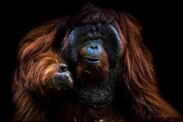 Fototapeta premium Orangutan is endanger animals in the world