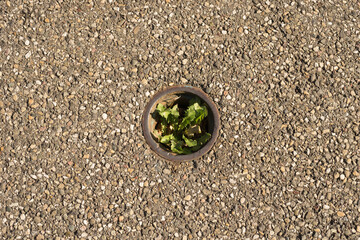 Survivalist plant grows in a hole in the middle of the hostile asphalt of a road