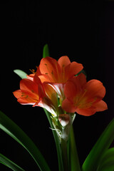 orange flower