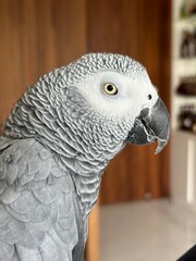 Happy African grey parrot sitting on his cage. Parrot portrait