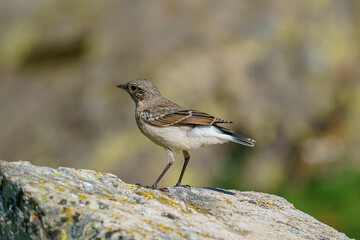 Northern Wheatear (Oenanthe oenanthe) perched on a rock