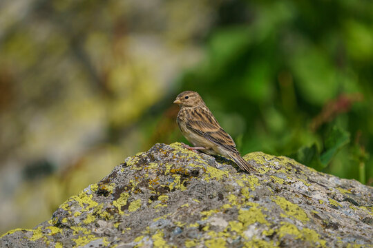 Twite (Linaria flavirostris) perched on a rock