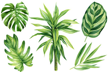 Tropical leaves set. Palms, Dracaena and monstera. Tropical plant, isolated white background, Watercolor illustration
