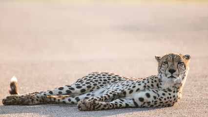 Cheetah Resting © Heinnie