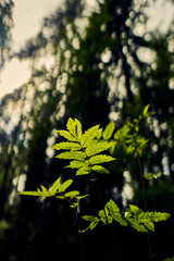 Leaves in the forest