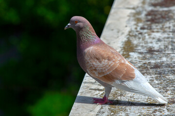 Colorful pigeon (Columba livia) on the roof . sunny day