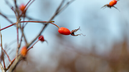 Dog rose (Rosa canina) bright red fruits close-up, sunny october. Autumn botany with blue sky and blurred background