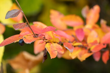 Obraz premium Autumn red vibrant leaves branches close-up with blurred background. Autumnal forest in orange and yellow colors, nature details