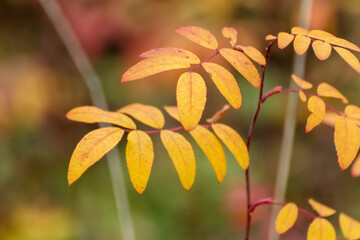 Autumn yellow vibrant leaves branch close-up with blurred background. Autumnal forest in orange and yellow colors, nature details