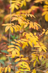 Autumn bright yellow leaves close-up with blurred background. Autumnal forest in orange and yellow colors, nature details