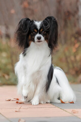 Papillon dog. Butterfly dog. Continental toy spaniel dog outdoors in fall. Autumn season.