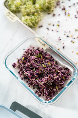 Growing sprouts in a jar