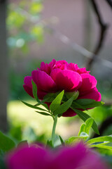 pink rose in a garden