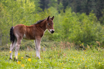 Fototapeta na wymiar little colt on the field in hilly area. high grass with yellow flowers. purebred brown animal, cattle.