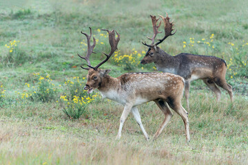 Naklejka na ściany i meble Two male Fallow deer (Dama dama) in rutting season in the forest of Amsterdamse Waterleidingduinen in the Netherlands. Forest in the background. Wildlife in autumn. 