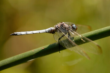 odonatos en una ramita
