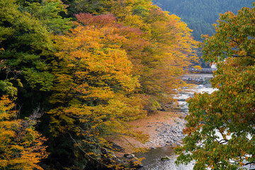 Obraz premium みたらい渓谷（奈良県天川村）の紅葉
