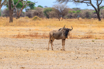Blue wildebeest (Connochaetes taurinus) in Tarangire National Park, Tanzania