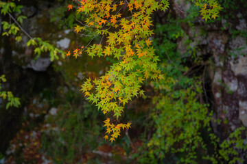 みたらい渓谷（奈良県天川村）の紅葉