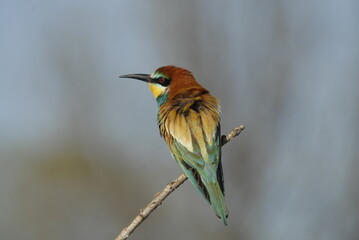 los abejarucos en primavera