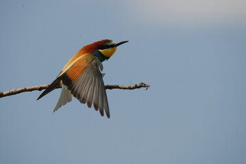 abejaruco en primavera en su territorio