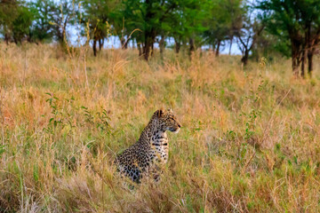 African leopard (Panthera pardus pardus) sitting in grass in Serengeti National park, Tanzania