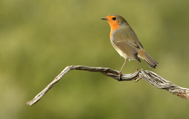 Fototapeta premium Un petirrojo posa en una ramita
