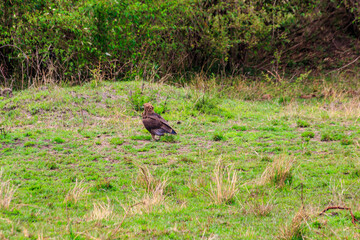 Tawny eagle (Aquila rapax) walking on meadow in Serengeti national park, Tanzania