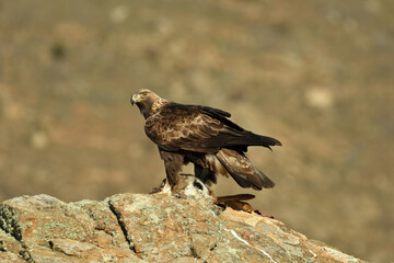 aguila real con su presa sobre la roca