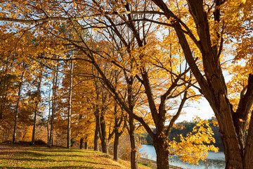 Golden tree autumn background
