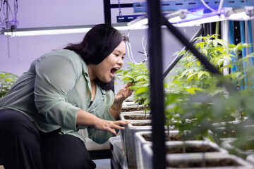 Asian overweight women in cannabis greenhouse farm. Looking to hemp plant on shelf. Marijuana therapy business.