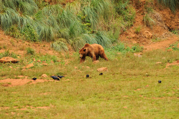 oso iberico en el paruqe de cabarceno en cantabria