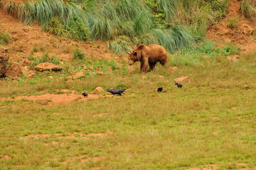 oso iberico en el paruqe de cabarceno en cantabria