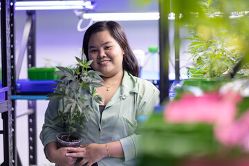 Asian overweight women in cannabis greenhouse farm. Hold hemp plant on hand, smile and looking to camera. Marijuana therapy business.