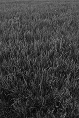 black and white plant