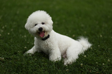 white miniature dog