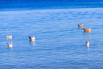 Fototapeta na wymiar Flock of seagulls swimming in the Baltic sea