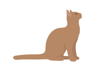 The cat sits and looks up on a white background