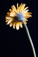 黄色いガーベラの花 一輪 裏側から見た花房