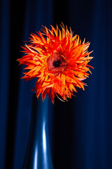 オレンジ色のガーベラの花 一輪挿し フサフサした花房