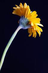 黄色いガーベラの花 一輪 裏側から見た花房