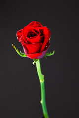 赤い薔薇の花 一輪 黒背景