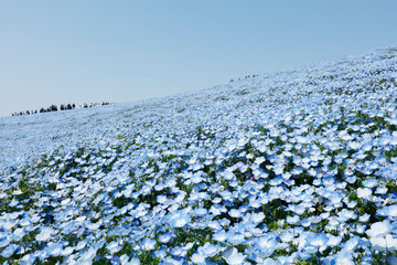 nemophila flowers, Japan