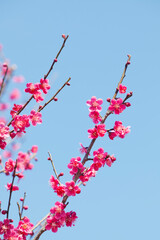 red plum blossoms