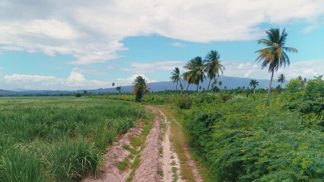 Road in the field between tropical plantations. Green field of sugar cane on a summer day. Meadow grass and coconut palms against a cloudy sky. Dominican farmland landscape.