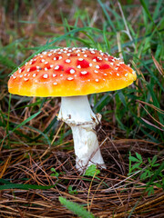selective focus of fly agaric or fly amanita mushroom (Amanita muscaria) on a forest floor with blurred background