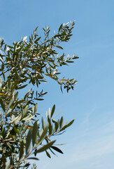 Olive trees, Italy