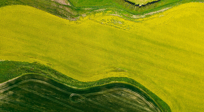 The Green Texture As Yellow Of Canola Field Background 