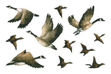 Watercolor wild geese. Hand drawn illustration is isolated. Flying birds silhouette is perfect for autumn background, eco card, rural poster, wallpaper, fabric textile