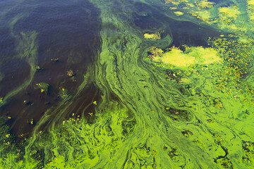 Abstract natural green algae seaweed duckweed growing in shallow sea swamp water surface texture